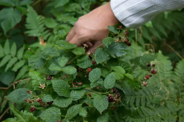 Young man picking some wild berries in the Swedish countryside