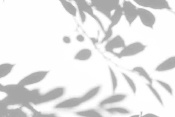 istock shadows of the tree branches on a white wall 1251443564