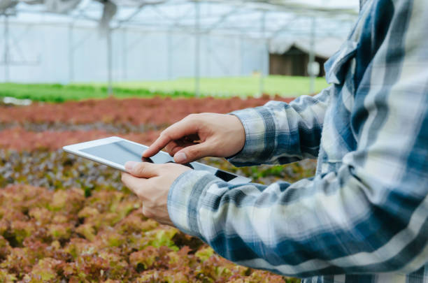 istock agronomist hand using digital mobile tablet for checking fresh green oak lettuce salad, organic hydroponic vegetable in greenhouse garden nursery farm, digital technology, agriculture business concept 1251443617