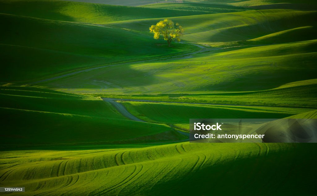 Lone Tree en la Palouse. - Foto de stock de Estado de Washington libre de derechos