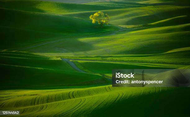 Lone Tree En La Palouse Foto de stock y más banco de imágenes de Estado de Washington - Estado de Washington, Palouse, Trigo