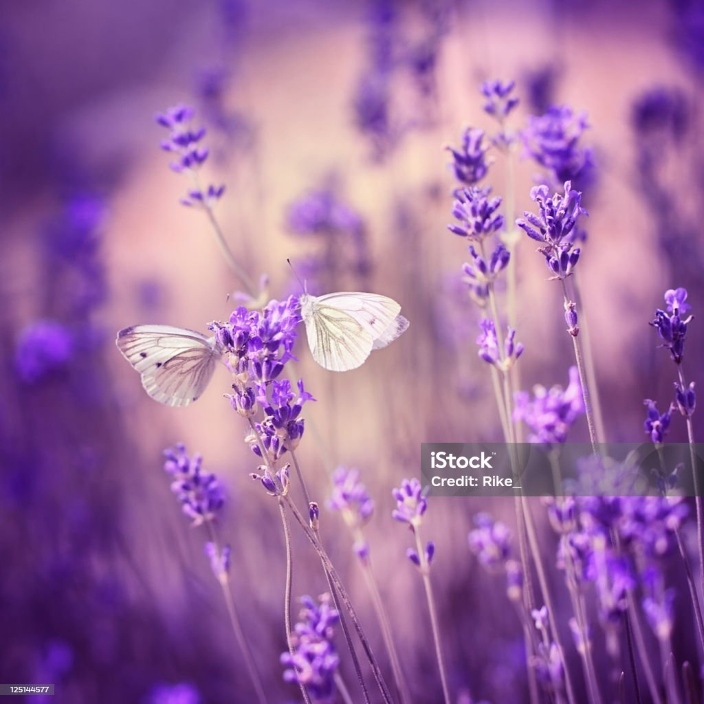 Insectos de Lavanda - Royalty-free Borboleta Foto de stock