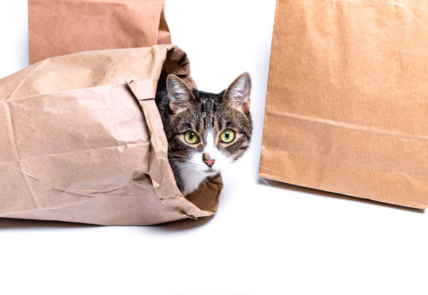 istock Cat sitting in a paper, craft bag, box. 1251446148
