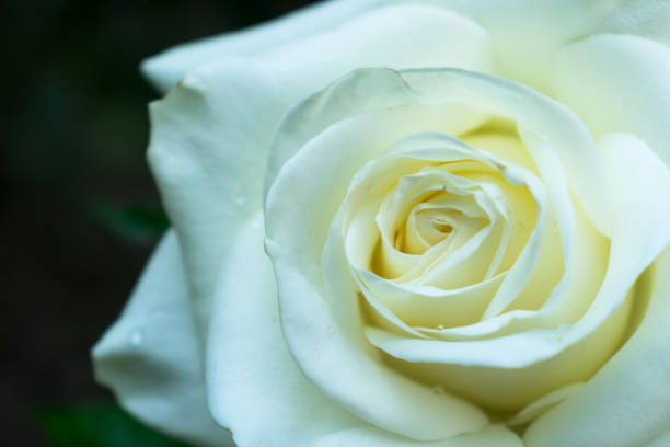 istock Delicate white rose with dew drops on a dark background. Close-up. 1251446160