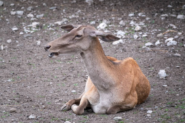 istock Red deer female resting on the ground. 1251446201