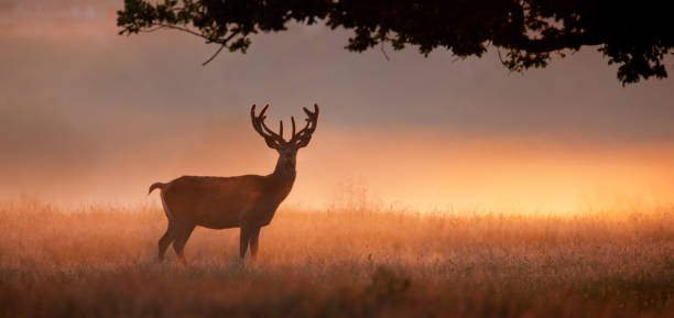 Stag with large antlers standing in meadow at dawn stock photo