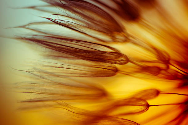 semente de dente-de-leão - dandelion macro seed nature - fotografias e filmes do acervo