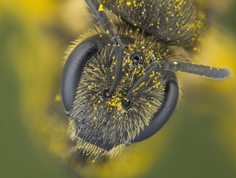 A bumblebee on a thistle in a garden.