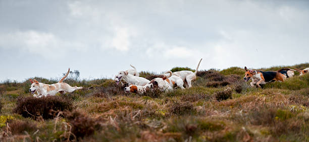 sur le parfum - bloodsport photos et images de collection