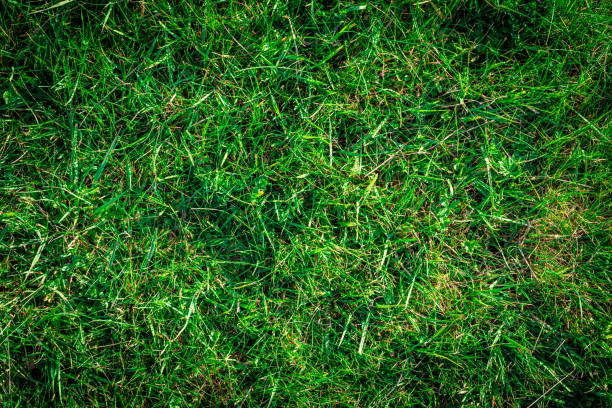 istock Grass texture background. Green field, greenery lawn - nature spring pattern. Flat, lay, copy, space. 1251447445