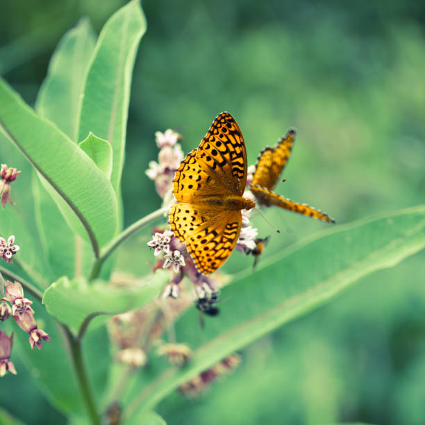 Butterflies and bees on wildflowers gathering nectar and pollen.