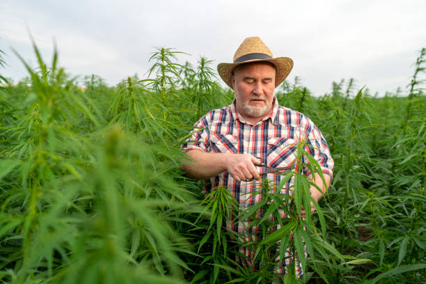 istock Man harvesting medical marijuana 1251447815