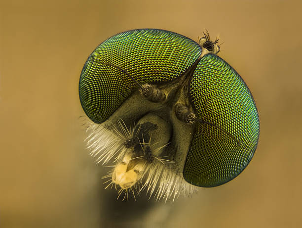 Snipe fly (Rhagionid)  compound eye photos stock pictures, royalty-free photos & images
