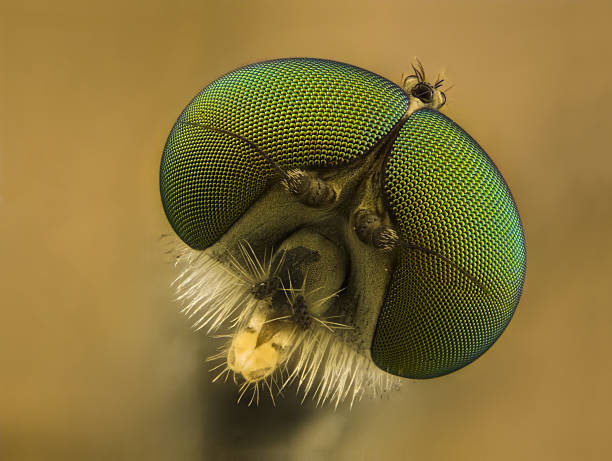 бекас флай (rhagionid - high scale magnification green selective focus horizontal стоковые фото и изображения