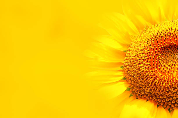istock Sunflower flower integrated with yellow background_2640 1251448749