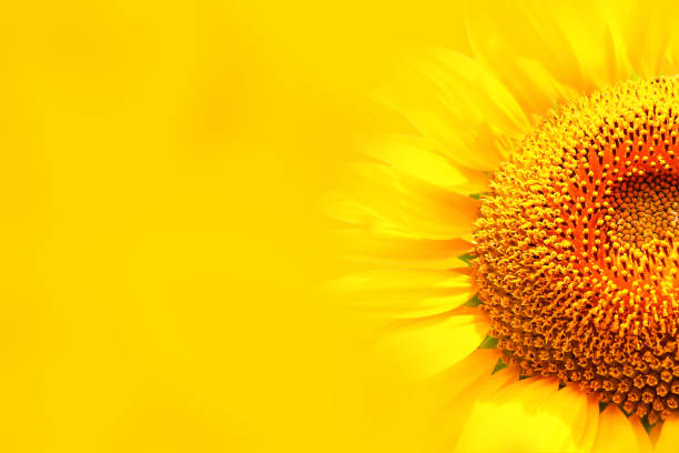 sunflower flower integrated with yellow background_2640 - 2640 imagens e fotografias de stock