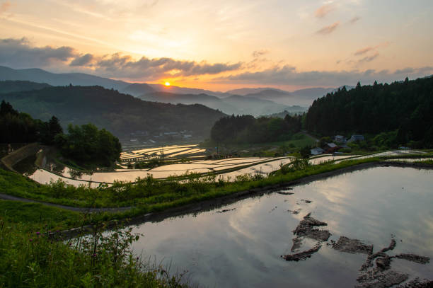 istock A flooded rice field and the sunrise 1251449400
