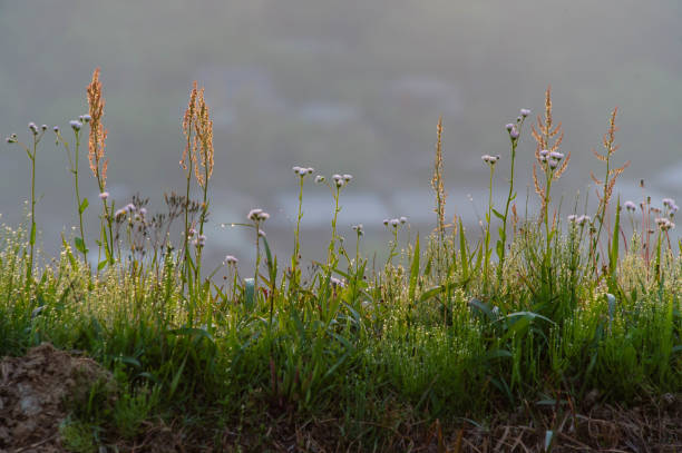 istock Grass with lots of morning dew on it 1251449410