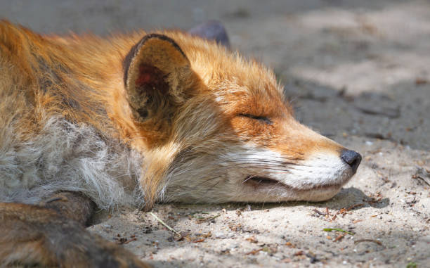 istock Close up of a Red fox sleeping, selective focus 1251449565