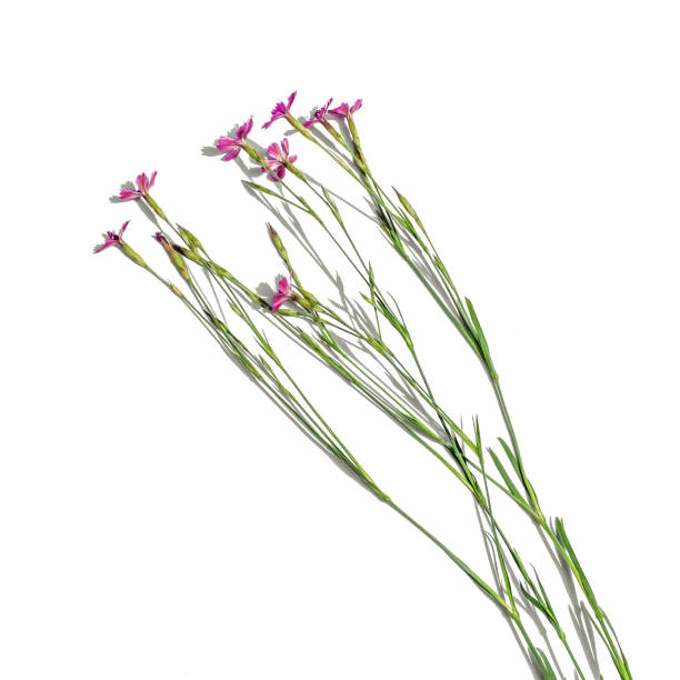 istock Several stalks of  Dianthus pratensis, isolated on a white background 1251449802