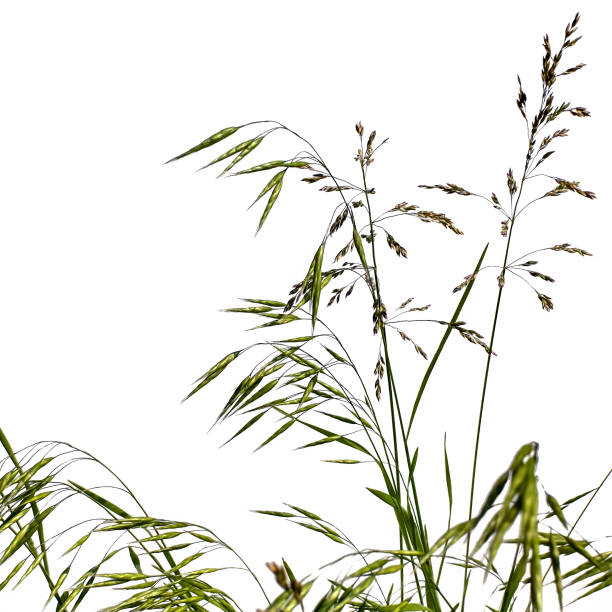 Stalks of meadow grass Bromus secalinus and Poa pratensis, isolated on white background. Wild meadow grass with green and brown spikelets