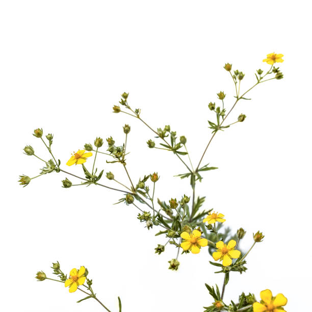 Potentilla argentea plant with yellow five-petalled flowers, isolated on white background. Flowering sprig of meadow weed in green buds and leaves close-up