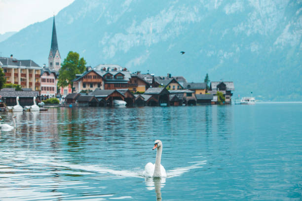 istock swans in lake hallstatt town on background 1251450712