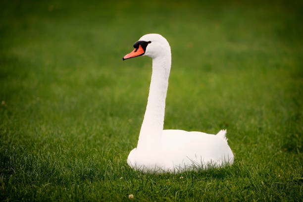 istock A white mute swan (Cygnus olor) is sitting on the green grass. 1251451936