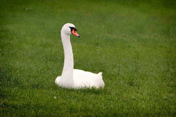 istock A white mute swan (Cygnus olor) is sitting on the green grass. 1251451976