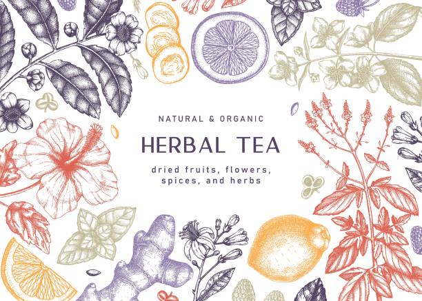 Hand sketched herbal tea ingredients design in color Hand sketched herbal tea ingredients frame design. Botanical illustrations of herbs and fruits. Perfect for recipe, menu, label, icon, packaging, Summer tea background tea crop stock illustrations