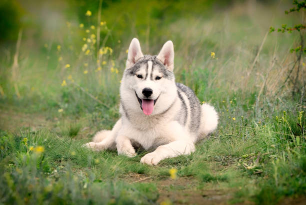 istock A young Siberian Husky is lying down at a pasture. 1251453365