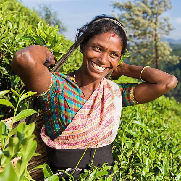 istock Tamil pickers plucking tea leaves on plantation 125145338