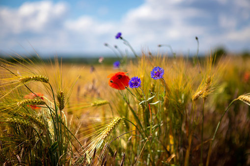 blue cornflowers and red poppies stand in front of a brown cornfield