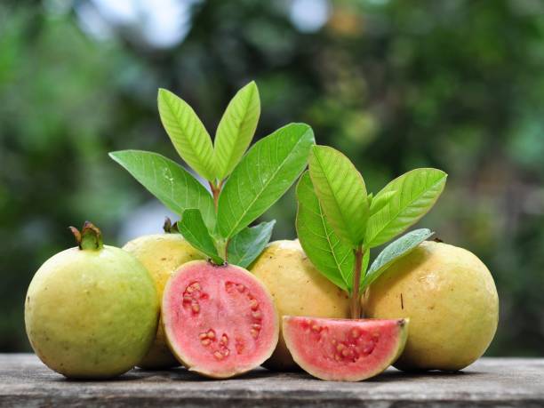 Red guava and green leaf on wooden table Red guava and green leaf on wooden table with bokeh background. Tropical fruit concept guava photos stock pictures, royalty-free photos & images