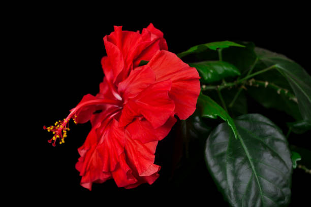 ibisco rosa sinensis - potted plant hibiscus herb beauty in nature foto e immagini stock