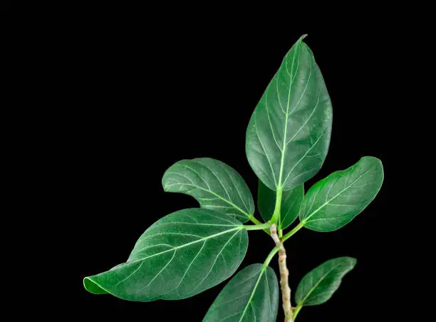 Ficus Plant isolated on a black background.