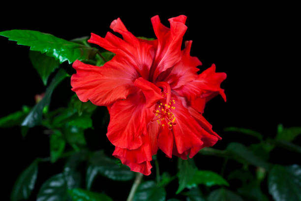 ibisco rosa sinensis - potted plant hibiscus herb beauty in nature foto e immagini stock
