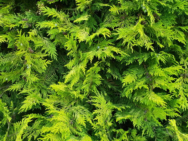Green cypress branches background stock photo