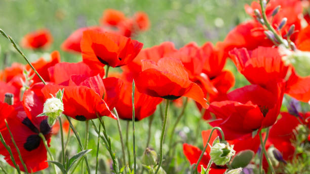 istock Girls in the fields 1251461491