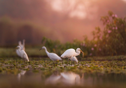 Great Egret fishing at Sunrise