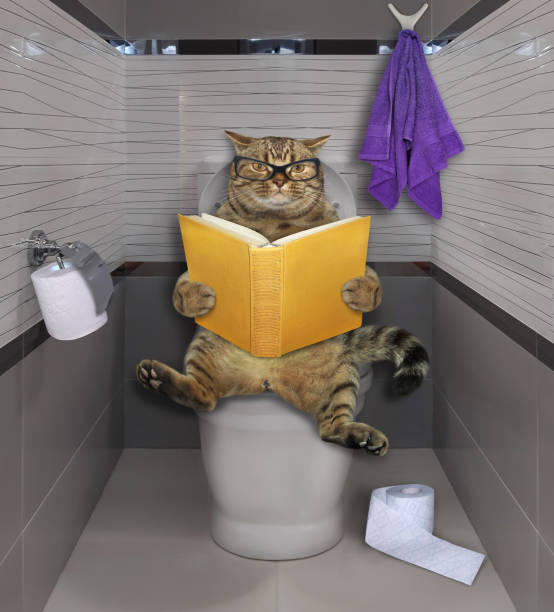 istock Cat reads book on toilet bowl 2 1251462972