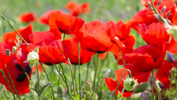 istock Girls in the fields 1251463920