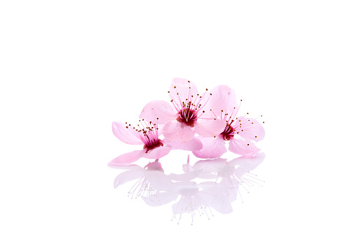 Pink flowers isolated on white background. Delicate flowers.