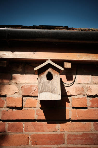 istock Birdhouse on a wall 1251464972