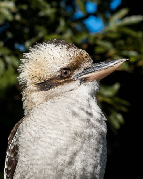 istock A Cool Bird - Laughing Kookaburra 1251465022