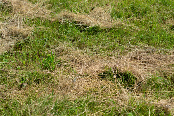 istock mowed grass in a clearing in the garden 1251465201