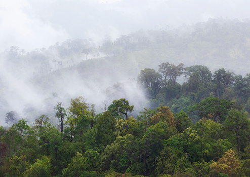 Aerial view of morning mist at tropical rainforest mountain, Kanchanaburi, Thailand