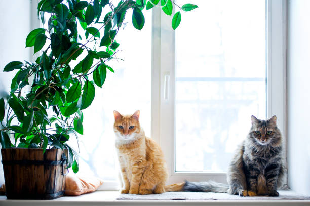 dos gatos con planta de casa - alféizar de la ventana fotografías e imágenes de stock