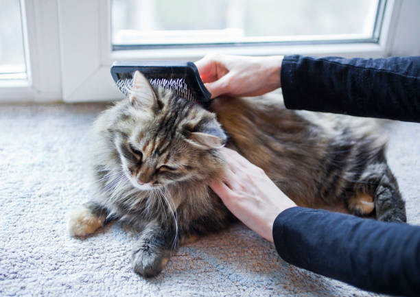 istock Woman combing her cat 1251468212