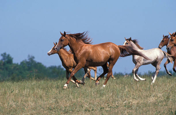 istock Anglo Arab Horse, Herd Galloping through Meadow 1251468324
